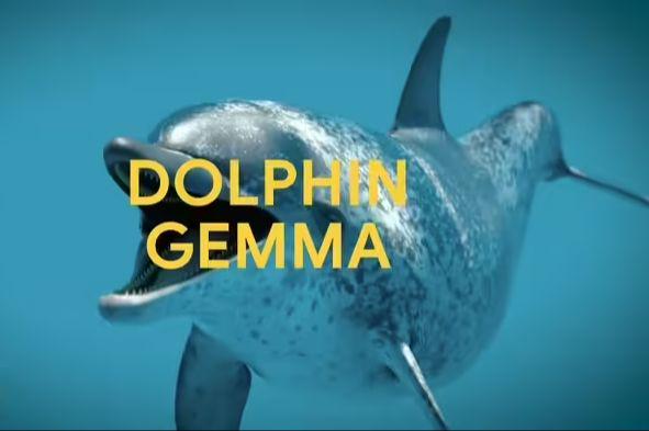谷歌 DeepMind 开发 DolphinGemma AI模型，助力海豚“语言”研究